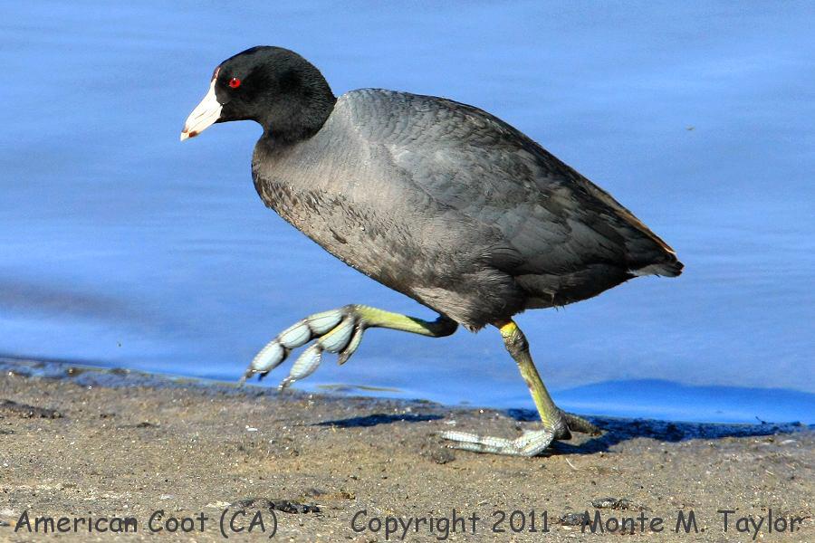 justin_scott52's tweet photo. When @shortystill takes off on a sprint hammered! #coot http://t.co/3nkmf3QHch
