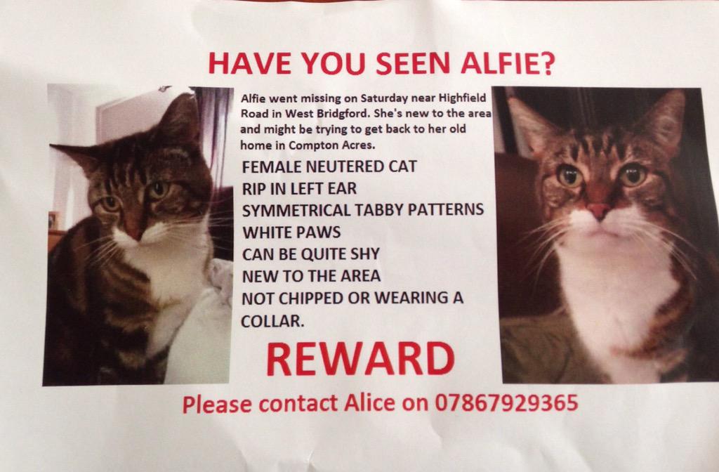 WheresGeoffrey's tweet photo. Hey everyone, I just had this through the door, can you help #FindAlfie just like you all helped #FindGeoffrey?? 😿 http://t.co/Pg8fVfillA
