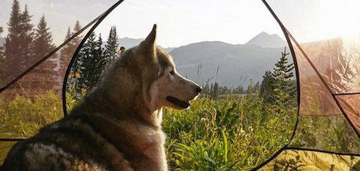 pets_parents's tweet photo. Man takes his gorgeous wolfdog on amazing adventures! See more...http://t.co/W79iTlWnjy http://t.co/tfjVdM0don