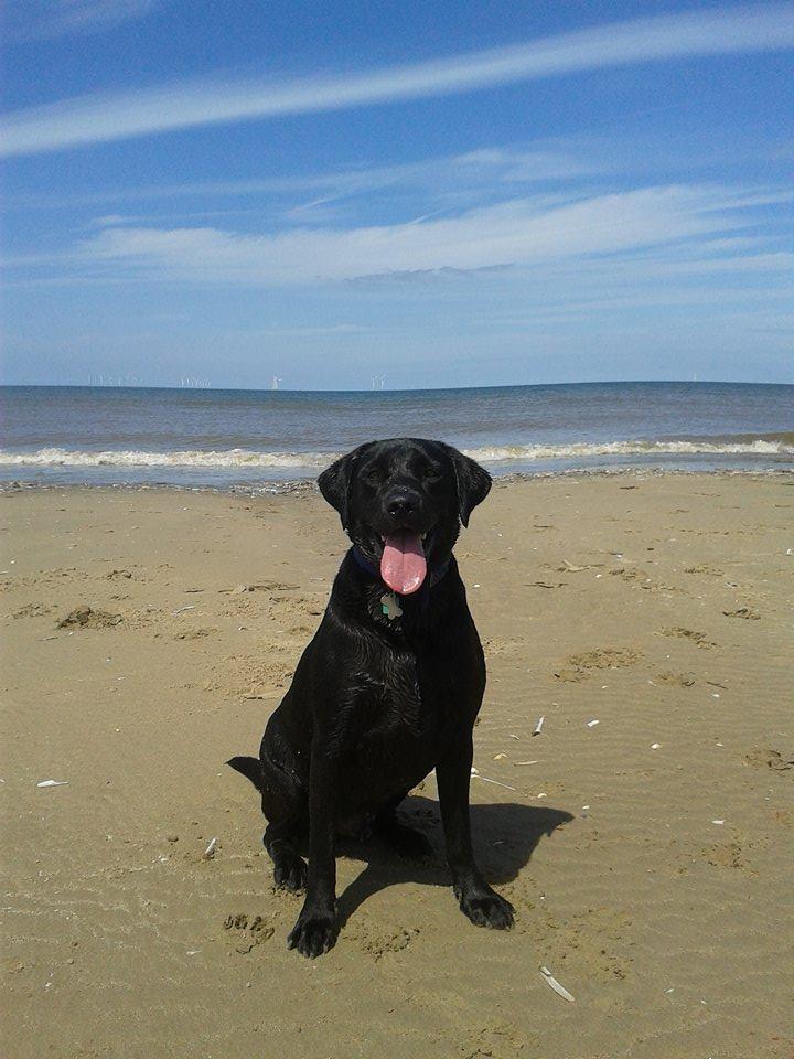 MillionDogsClub's tweet photo. Welcome Archie #Wednesday first member of the #MillionDogsClub
Join today to the http://t.co/SE4Mr0IRxB to help dogs http://t.co/KJ7W9VX5vF