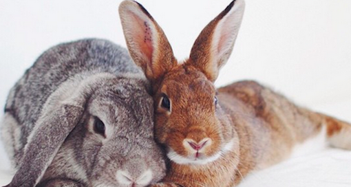 pets_parents's tweet photo. You need to follow these bunnies on Instagram!
http://t.co/aQVfISUxT7 http://t.co/p3edazlwOm