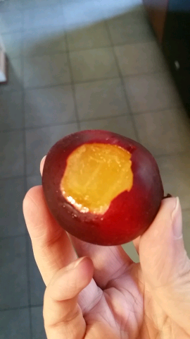 AshiraSimcha's tweet photo. Plum 1 https://t.co/kW9AfdKpqp @pactapp http://t.co/dSIC3HoQik
