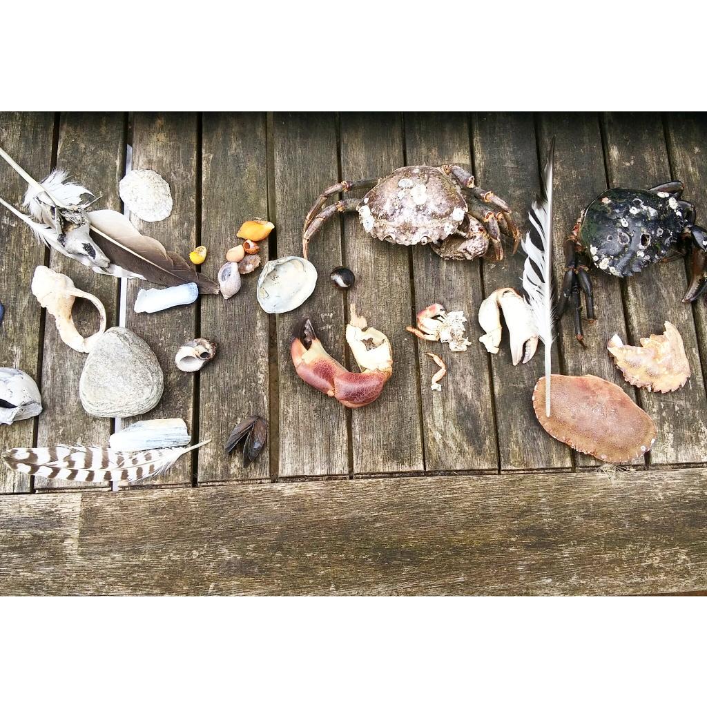 gee_craft's tweet photo. Trip to the beach paid off #inspiration #artstudent #cheapmaterial #whataloadofcrab http://t.co/RlHVk7XLGF