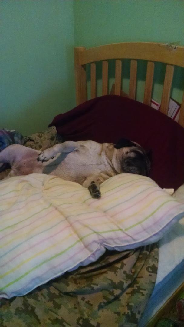 RaudiRaccon's tweet image. How could I ever be mad am my dog when this is how derp she is the she sleeps
#PugThings