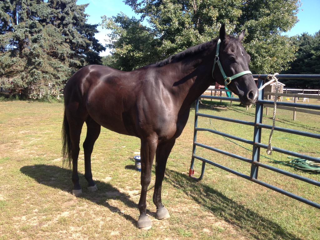 AQHAAim's tweet photo. Before and After Micah's @EquiFUSE bath! 😍🐴👍💕 http://t.co/1vw3UWzDMc