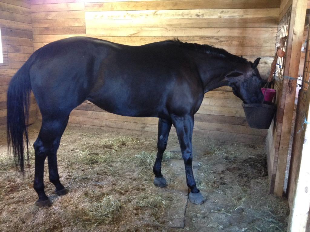 AQHAAim's tweet photo. Before and After Micah's @EquiFUSE bath! 😍🐴👍💕 http://t.co/1vw3UWzDMc