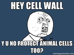bonnewt201's tweet photo. @MembraneWall @Mrs_Hibbs #orgenellewars http://t.co/Xog8FJEh69