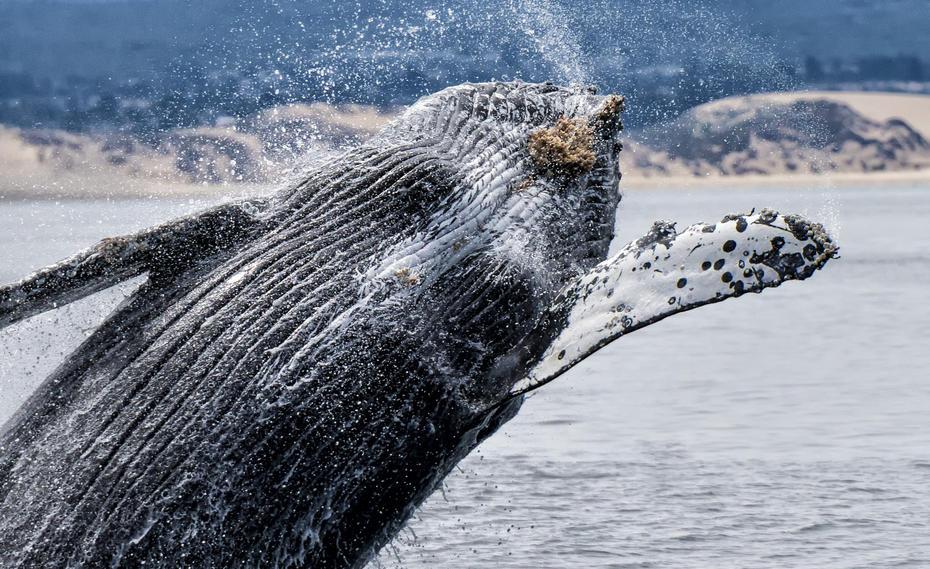 theoceanproject's tweet photo. U.S. Navy agrees to ease off sonar that’s deadly to whales and dolphins http://t.co/rWrSzwHh6r #OceanOptimism http://t.co/OveKwauidg