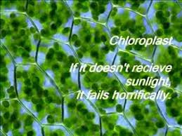 bonnewt201's tweet photo. @Mrs_Hibbs #organellewars @MembraneWall http://t.co/KAjZbQBApp