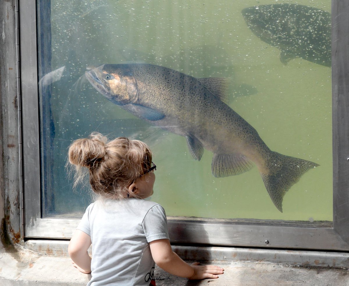 Feather River Fish Hatchery day check Feather River Fish Hatchery