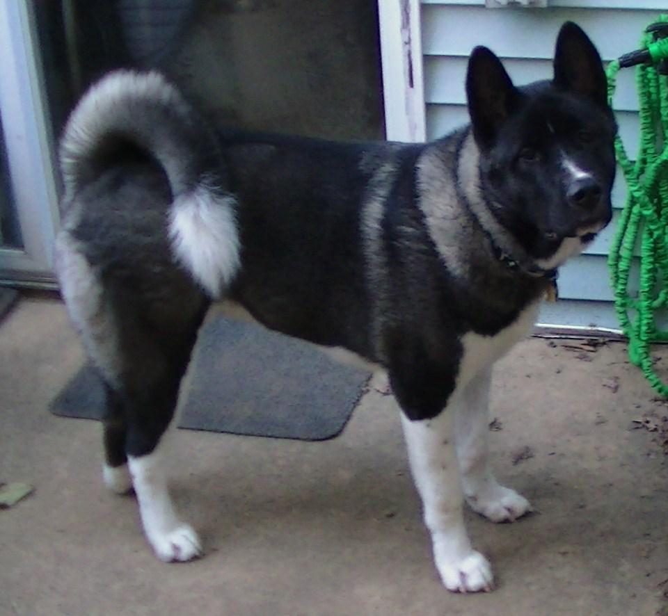SmokeGray89's tweet photo. Ryu 8 months 26" tall and closing in on 100lbs. http://t.co/YRrGBuhKn3