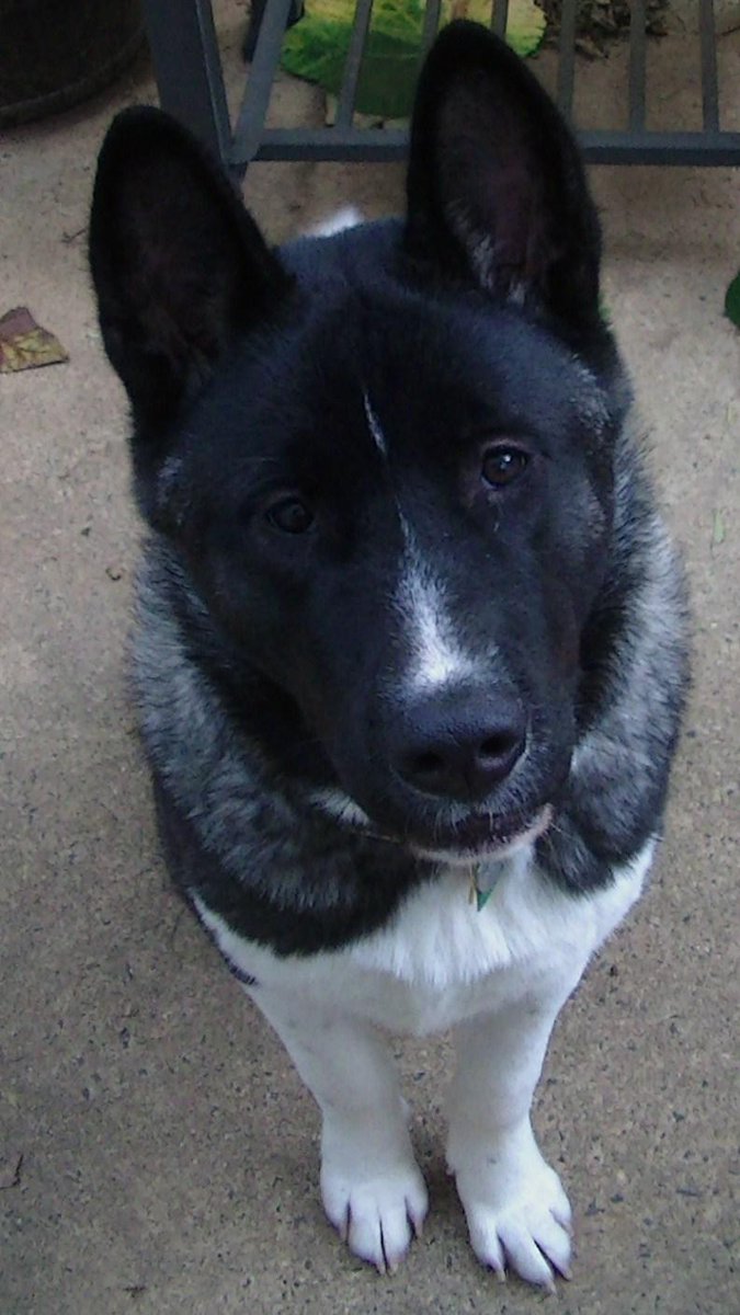 SmokeGray89's tweet photo. Ryu 8 months 26" tall and closing in on 100lbs. http://t.co/YRrGBuhKn3