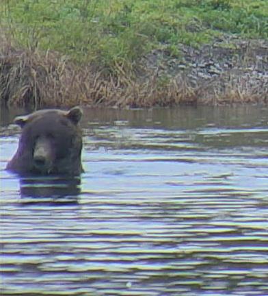BrooksCamp's tweet photo. 480 Otis is back! http://t.co/gVWF9Ac429