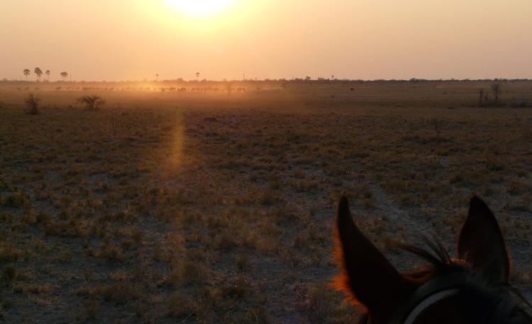 RideBotswana's tweet photo. Feeling adventurous? #adventuretravel #horses #horsesafari #botswana An Adventure Across t... http://t.co/qUrX1MfFX2 http://t.co/nkiNqm3359