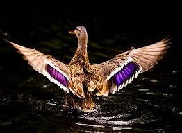 andreah1975's tweet photo. 9/17  Clearwater DU Annual Banquet. Tickets are still available! So bring a flock of your friends for a GREAT cause. http://t.co/n7DTu5SyZP