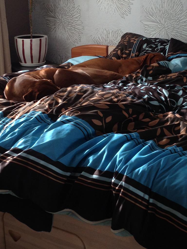 2DogsAtSunset's tweet photo. Mum said, sneaky things happening in her bedroom! Not sure what she meant, do you? πΎπΎ #Vizsla #sneakydogs http://t.co/FKmhThmLa4