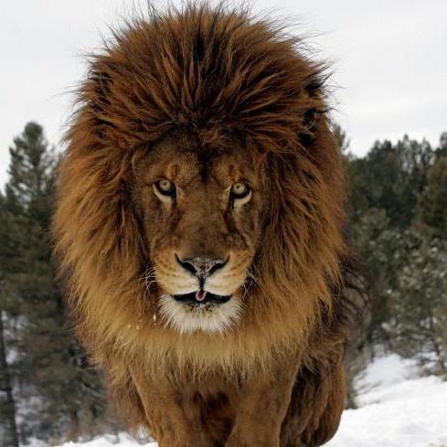 AnnekaSvenska's tweet photo. Great Christian Lion event today with #johnrendall. Raising funds for #lions @LIONAID @Blood_Lions @Protect_Wldlife http://t.co/0vJZWdDKiz