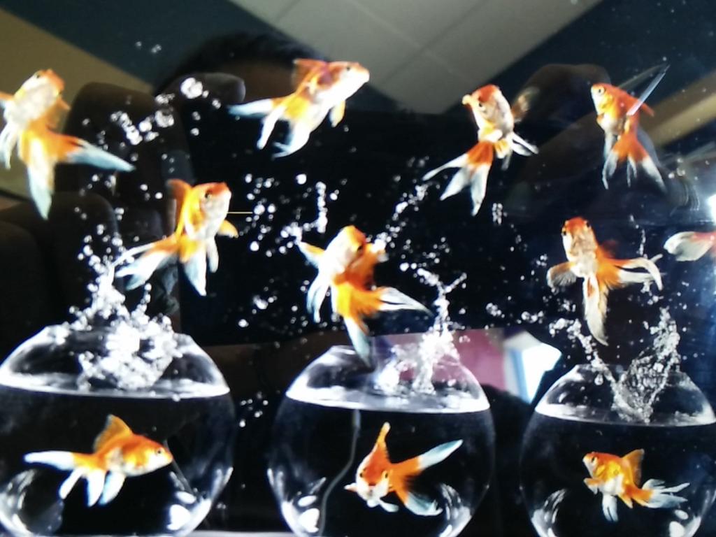 RenishKamal's tweet image. Attention Spans #goldfish #GettingPR #FidgetOn