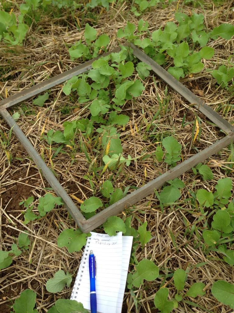 hmartin319's tweet image. Been out counting oil radish plants to determine most cost effective establishment #covercrops #nitrateleaching