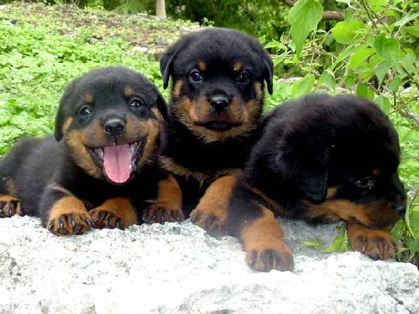 iRazasdePerros's tweet photo. Raza: Rottweiler
Origen: Alemania
Peso: 40 a 50 kg
Tamaño: Grande
Carácter: Protector leal noble afectuoso docil http://t.co/H7NZm5Q2jR