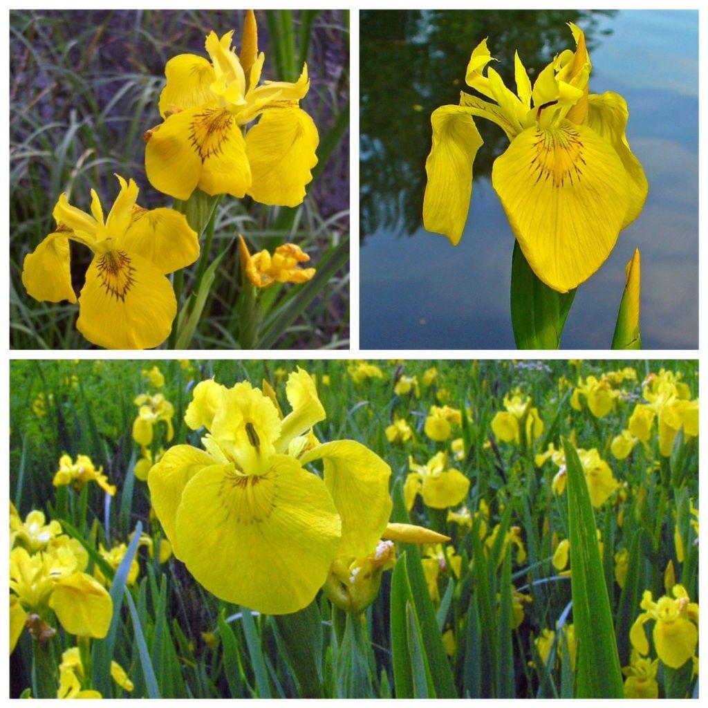 ceropegio's tweet photo. YELLOW FLAG IRIS: 30 #pseudacorus lirio de agua water #pond lily seeds semillas frø http://t.co/wPIWpv1JxH http://t.co/Q1QrwCej4o