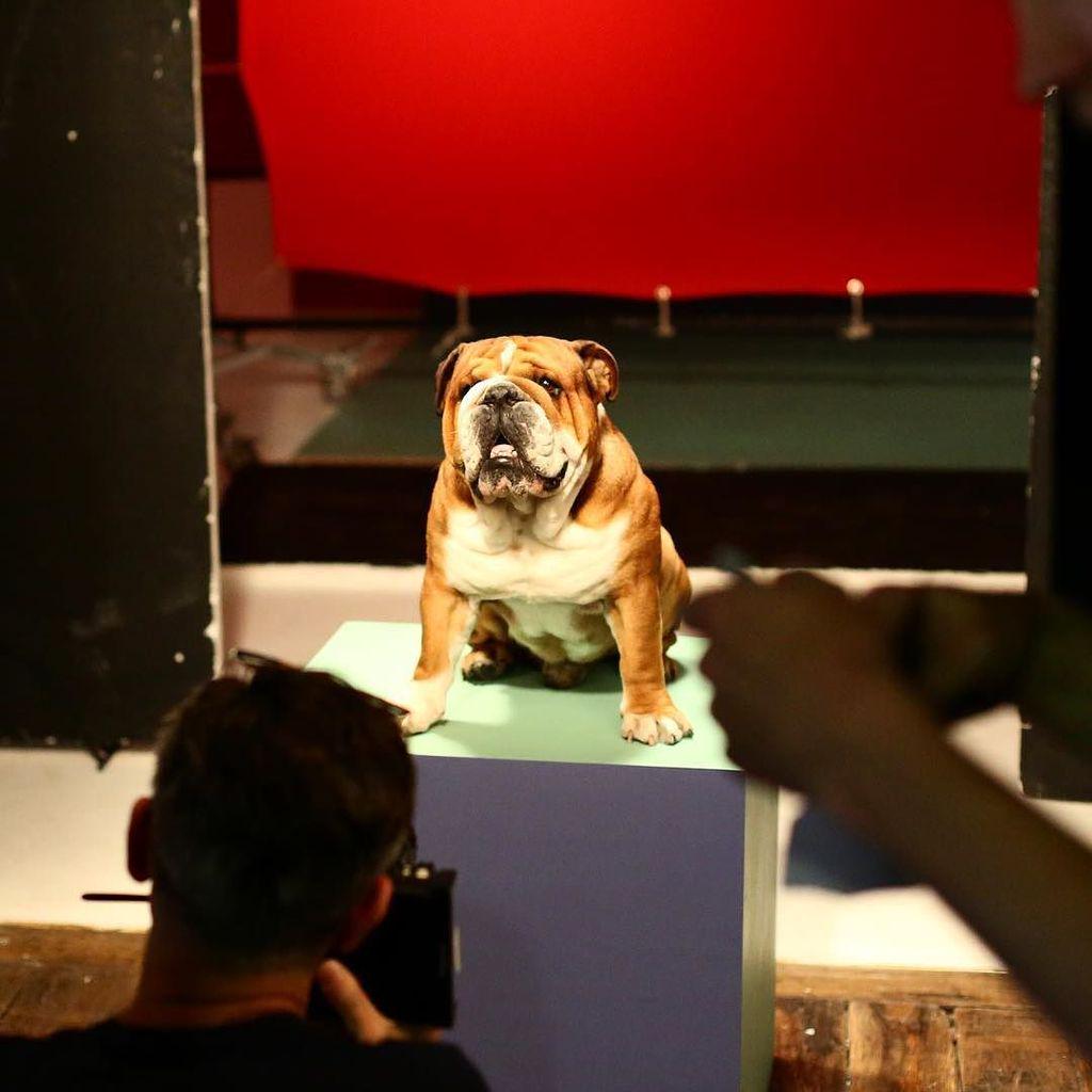 raddie_cz's tweet photo. I left for a minute and this guy stole the show!! 😂😂😂 @roscoelovescoco #RoscoeHam #RoscoeDoesGQ @britishgq #BTS #MO… http://t.co/azU1sNXhpR