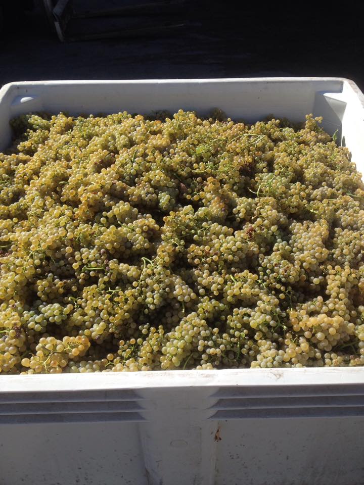 TinhornCreek's tweet photo. Golden Mile Bench gorgeous #chardonnay #BCWINE #BCharvest15 #SouthOkanagan http://t.co/lHkOXIPM3v