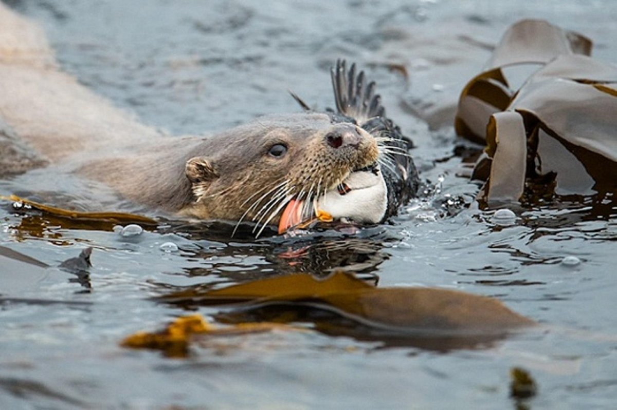 #Dramatic photo of #Otter #Swimmingwith #Captured #Puffin in its #Mouth

#photoby #RichardShucksmith #marineecologist