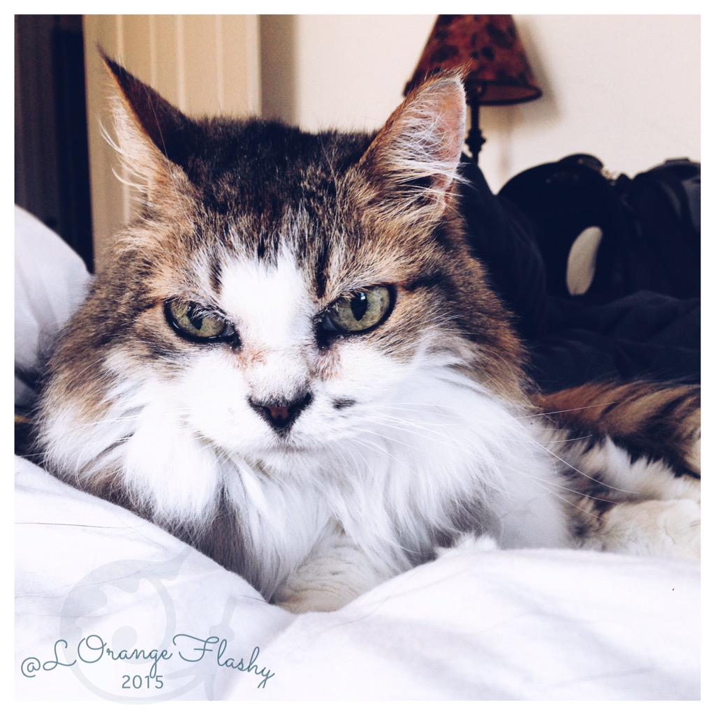 LOrangeFlashy's tweet image. #catsofinstagram #cataddiction #cats #catdaily #catsofig #catnation  #ilovemycat #igcats #kittiesofinstagram #kitteh