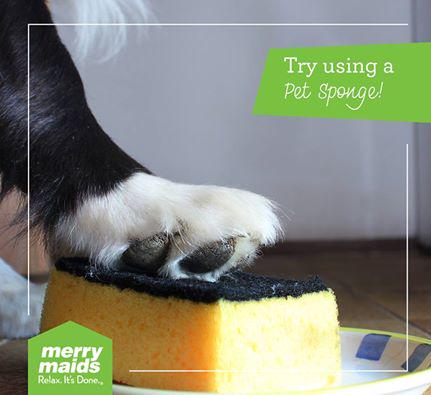 MMRelaxItsDone's tweet photo. A pet sponge is a great option for both upholstery and carpets - esp. at the edges, where pet hair tends to collect! http://t.co/rBhT3EVwam