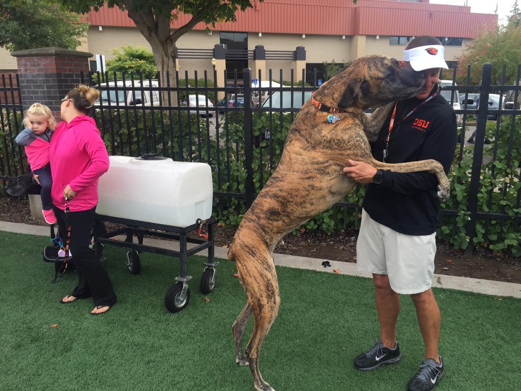 VincentGuinta's tweet photo. Coach Andersen's dogs were at practice today. #BigDog #WhoLetTheDogsOut? http://t.co/scl3ySauAV