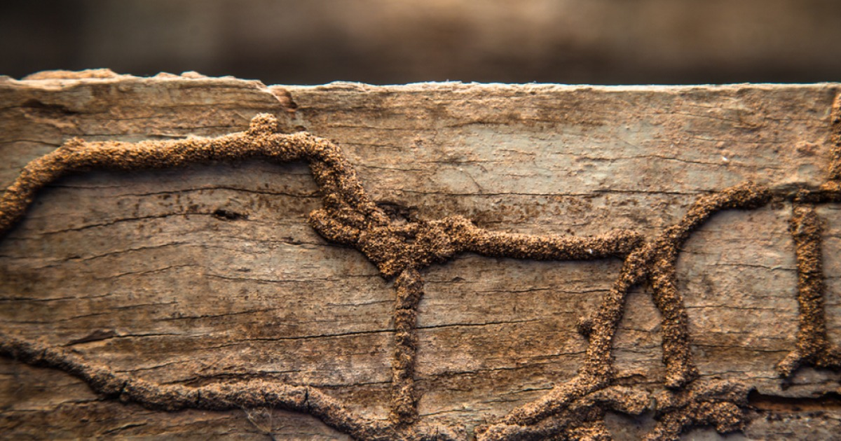 AustinAmerican's tweet photo. Termites may be little, but they cause big damage. What to do if you have an infesta... https://t.co/5Hu1DJZ29p http://t.co/2MLJUnKgZc