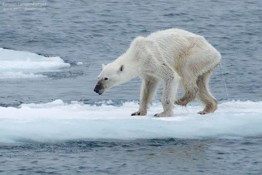 verne's tweet photo. Los osos polares famélicos como consecuencia de la ausencia de hielo marino  http://t.co/rLbnyDP1pu http://t.co/mogwiYxKOb