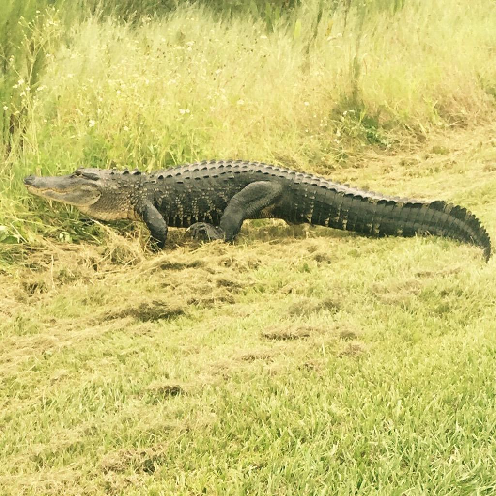 pascoschools's tweet photo. Here is a photo of the alligator that was at Wiregrass Ranch High School today. #Florida #TampaBay http://t.co/qfghQ5Qtur
