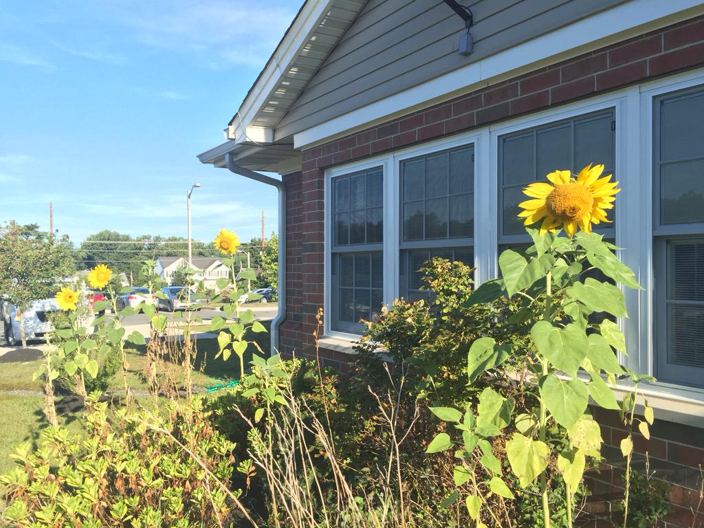 lbikoss's tweet image. Yoga moves and sunflower studies.  Can't get much better than that