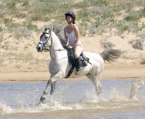 InTheSaddleHols's tweet photo. What would be your dream holiday? #beach #safari #trail #centrebased #ranch #Dressage #equestrianhour #travel http://t.co/0jvEzDQfeO