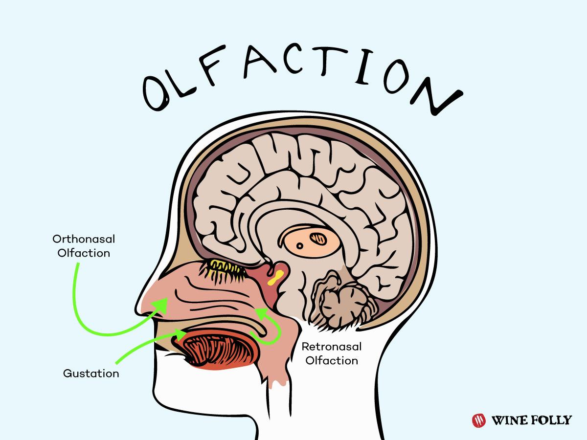 What goes on in your brain when you're tasting wine?
bit.ly/1KgBSQv