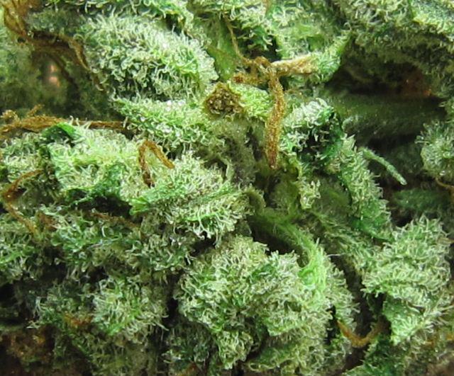 LuckyPenny_CRPS's tweet photo. #taxfree #Colorado #Today #crps #rsd #SaveChrisP60 #luckypenny #luckypennypage #weed #MileHigh #chrisP60 http://t.co/PieT23CCN5