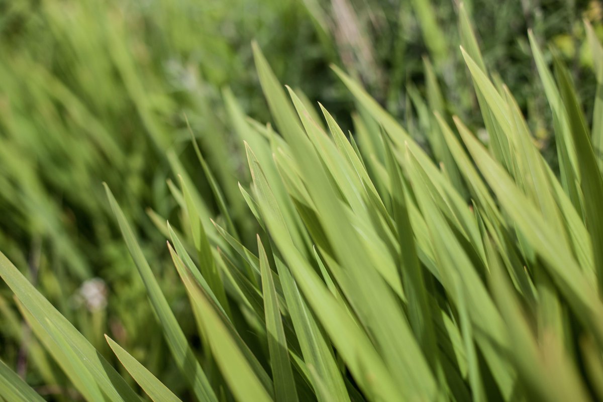 grrphotography's tweet photo. Green, Green Grass. #canon #canonsummer #grass #scotland @CanonFacts @highlivesnews @bestphotonature @wildscotland http://t.co/rt4jER6JeA