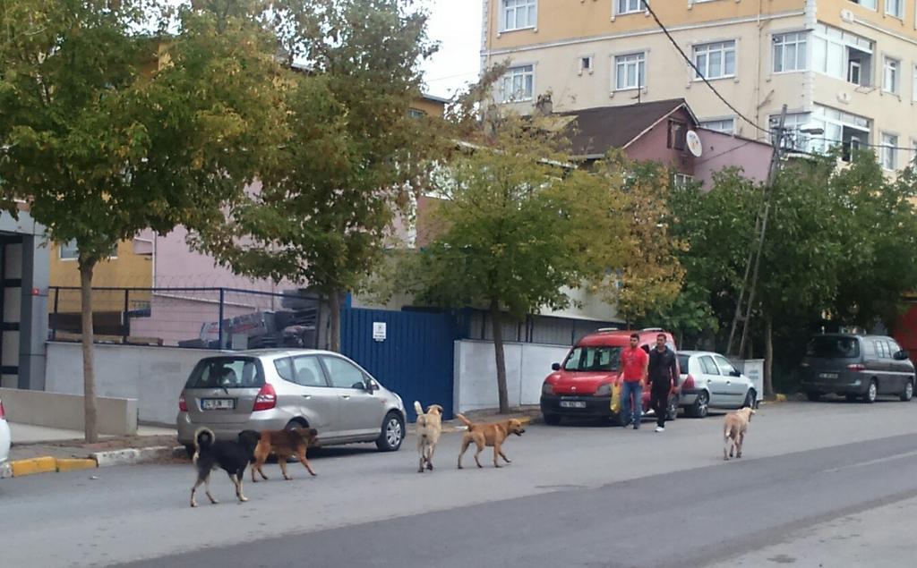 ozlemZozcan's tweet photo. @atasehirbld Bu 5 can dostumuzun küpelenmesini rica ediyorum. Ferhatpaşa Mah. de sabah erken saatlerde görürsünüz http://t.co/yQnJcUIw4H