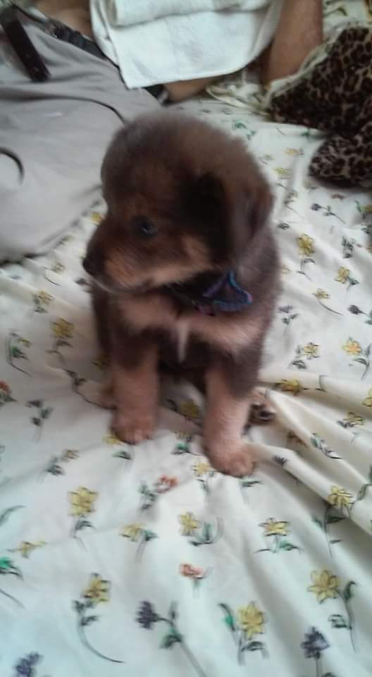 To all my awesome  followers  I want to show you my puppy  I have in Puerto Rico   I miss him so much  😘😘😘😘❤💙💜💛💚💖🐺