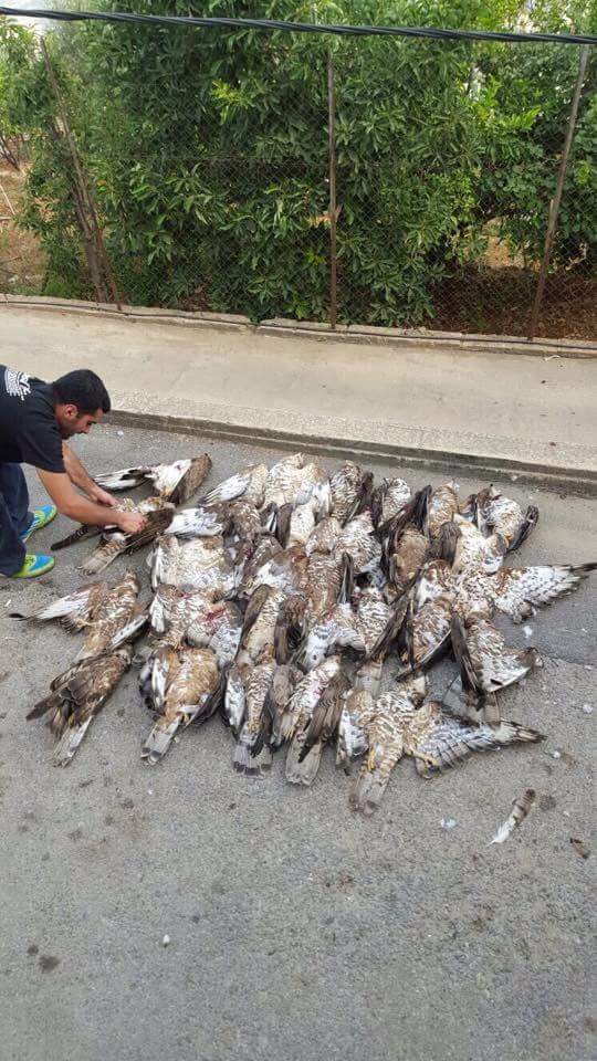 peterb01312's tweet photo. Demand a ST🚫P to Lebanon bird slaughters &amp; the Gov't enforce their current laws against it! 
📝⏩http://t.co/jZhQ5rjNRA http://t.co/eR2N0iG7Fy