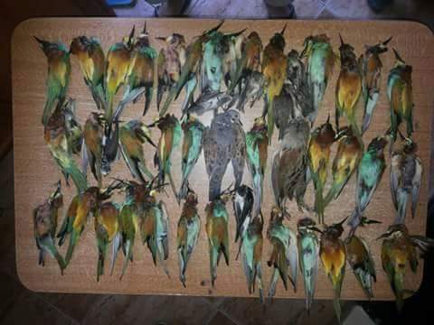 peterb01312's tweet photo. Demand a ST🚫P to Lebanon bird slaughters &amp; the Gov't enforce their current laws against it! 
📝⏩http://t.co/jZhQ5rjNRA http://t.co/eR2N0iG7Fy
