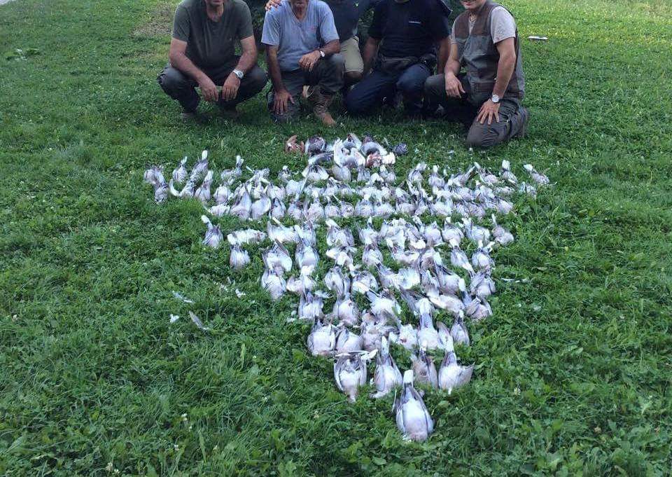 peterb01312's tweet photo. Demand a ST🚫P to Lebanon bird slaughters &amp; the Gov't enforce their current laws against it! 
📝⏩http://t.co/jZhQ5rjNRA http://t.co/eR2N0iG7Fy
