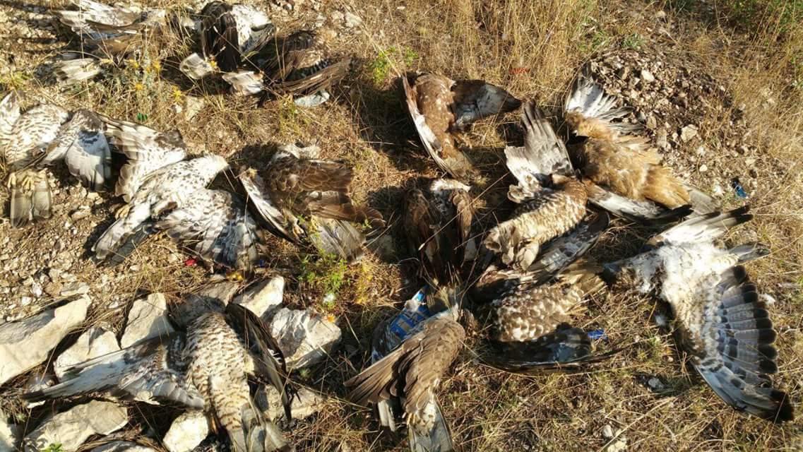 peterb01312's tweet photo. Demand a ST🚫P to Lebanon bird slaughters &amp; the Gov't enforce their current laws against it! 
📝⏩http://t.co/jZhQ5rjNRA http://t.co/eR2N0iG7Fy