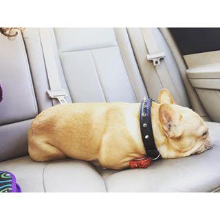 Frenchie_Cute's tweet photo. Nothing like a good ol car ride🐶😴 9.16.15 #lifewithafrenchie #frenchbulldog  #carride http://t.co/Fl516tlbW2 http://t.co/ZRU44vmOGU