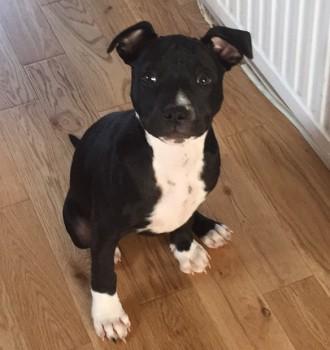 chris towers tweet media