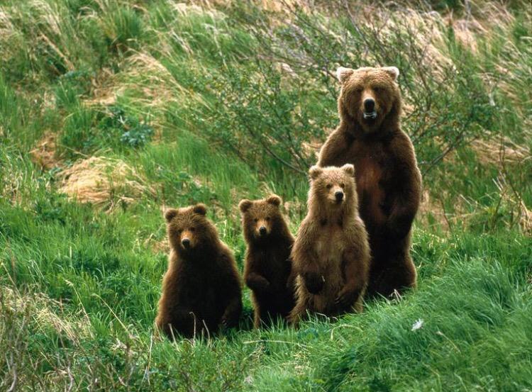 calliejill95's tweet photo. Looking for baby bears like....#RushNT http://t.co/7GHeMpyAsP