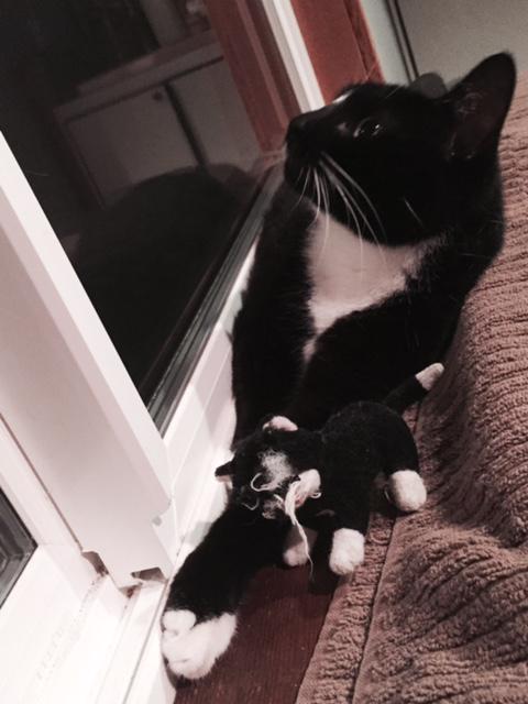 cafeubsf's tweet photo. New Home for Sweet 4yr Kitty? Her owner recently passed. Quiet indoor-only situation would be best. Inquire @ cafe... http://t.co/wJi2Oe2Mim