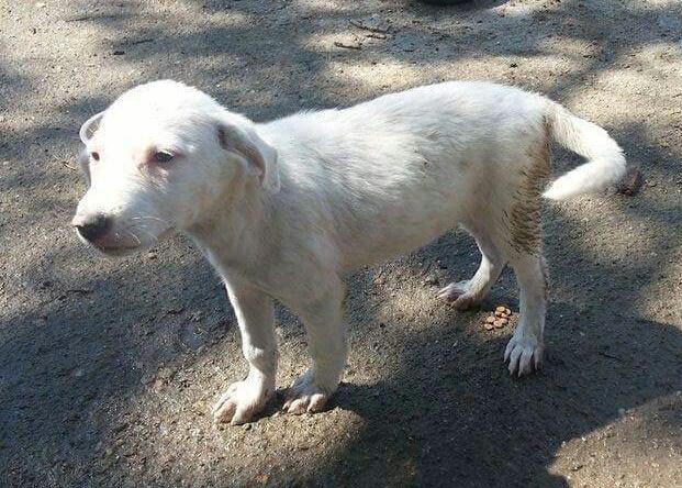 bidtosaveastray's tweet photo. #Knuffle 8 months Playful friendly boy. Medium to Large when grown loves people & #dogs #adoptadog #Sponsoradog http://t.co/pSxTUH5geg